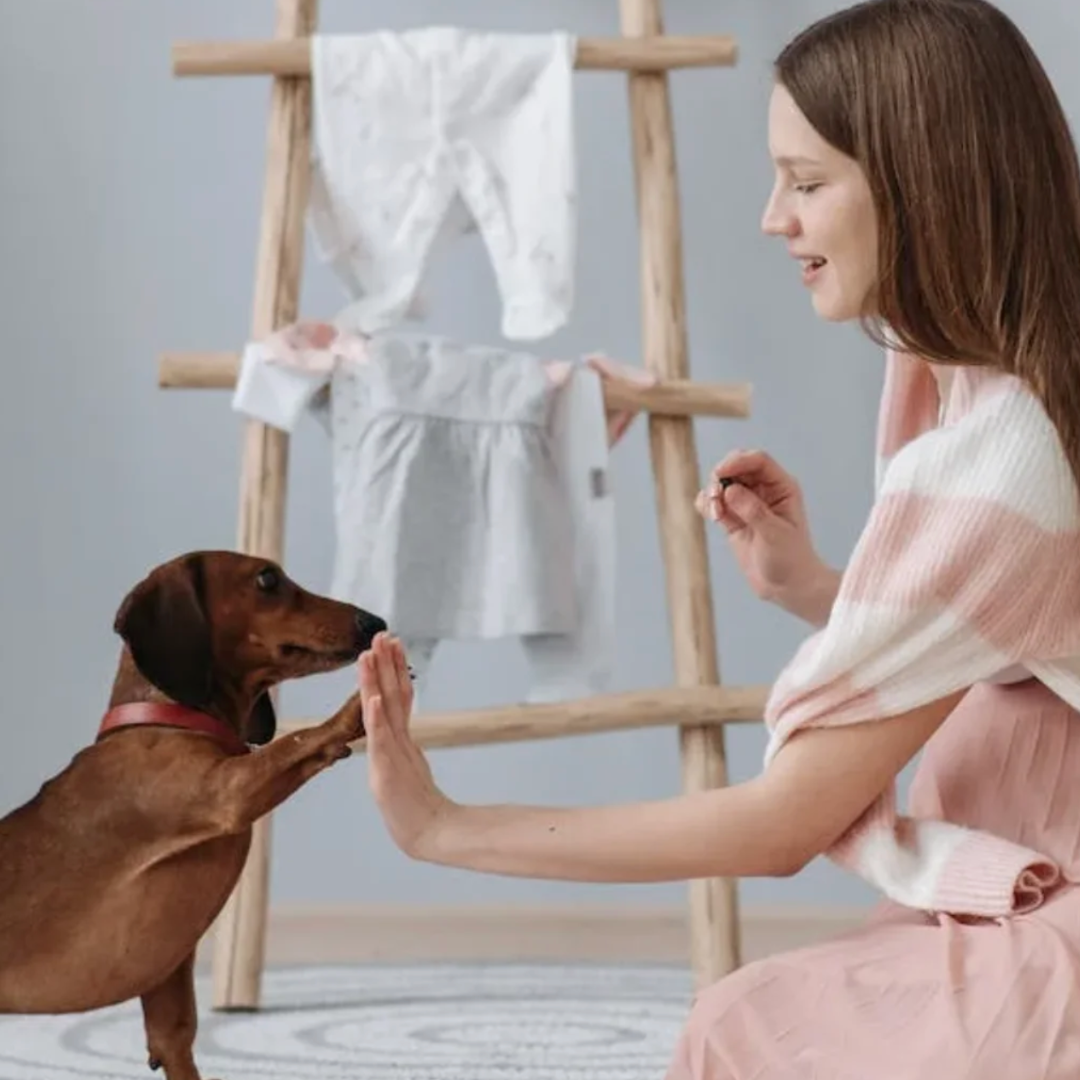 Train Your Pets